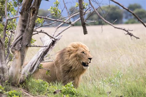 Moremi Game Reserve Safari Prices Entrance Fees
