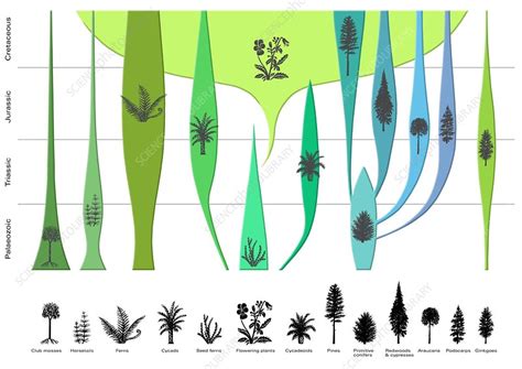 Plant Evolution Diagram Stock Image C0029463 Science Photo Library