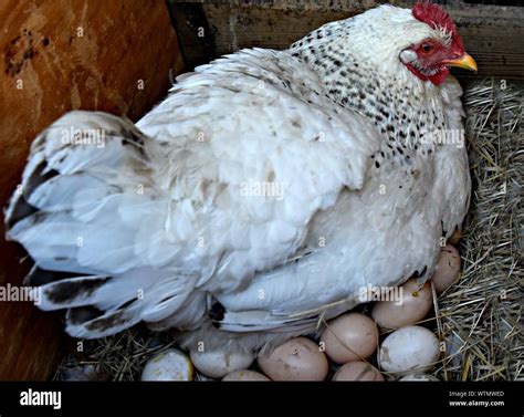 Close Up Side View Of Hen Hatching Eggs In Pen Stock Photo Alamy