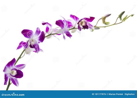 Beautiful Bouquet Of Purple Orchid Flowers Bunch Of Luxury Tropical