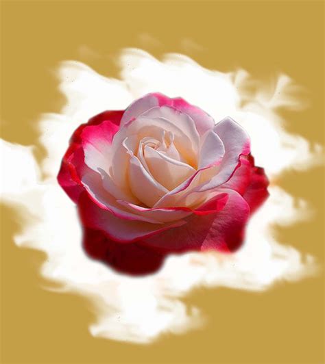 Red And White Rose Wallpaper