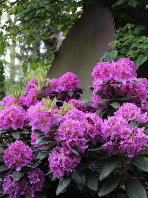 Flowering and leaf color generally occur in full sun. Flowering Shrubs for Shade Gardens | HGTV