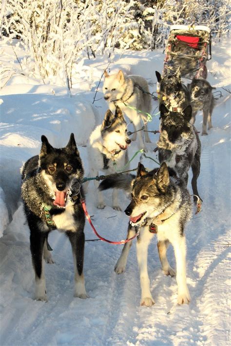 From The Odaroloc Sled Dogs Mr Bp Our Tripawd Sled Dog Running Lead