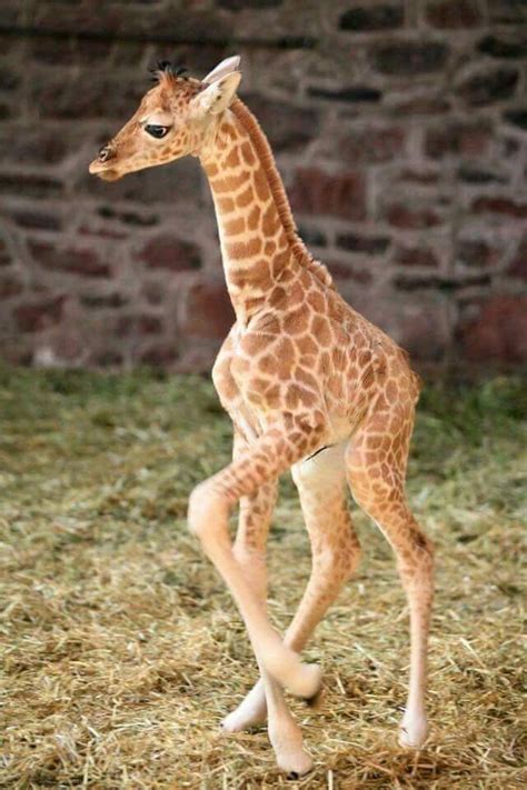 Pin By Tamires Aprigio On Inspirações Giraffe Cute Animals Baby Giraffe