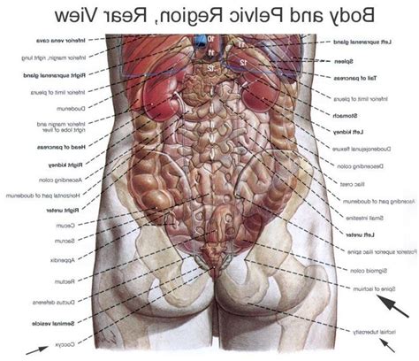 This diagram depicts female human anatomy 744×1116 with parts and labels. Human Body Organs Diagram From The Back - koibana.info ...