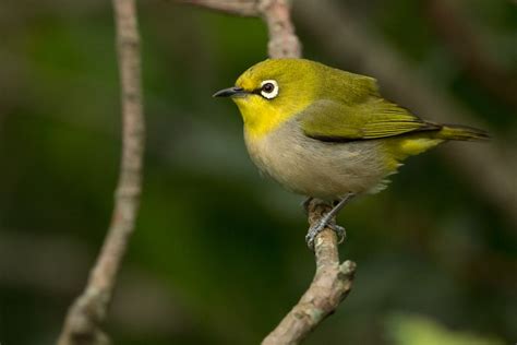Japanese White Eye Zosterops Japonicus Simplex Japanese Flickr