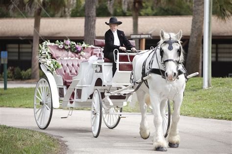 18 Affordable Horse Drawn Carriage Wedding Sang Maestro