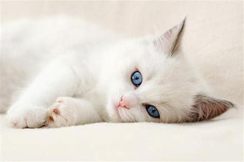 Aimys Collection Wallpapers Images Screensavers Cute Cat Wallpaper