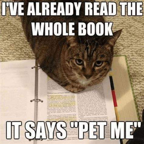 Cat Memes For Your Viewing Pleasure On Caturday — Funny Pictures