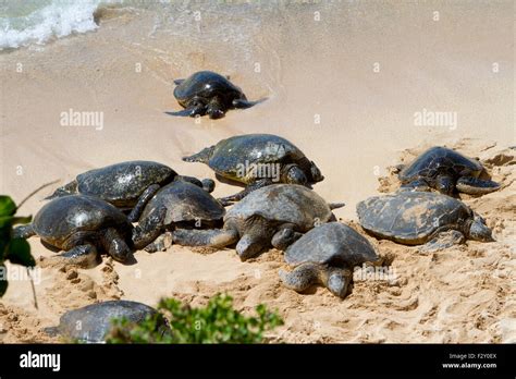 Green Sea Turtles Chelonia Mydas Resting On The Beach At Ho Okipa