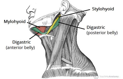Muscles Attached To Hyoid Bone
