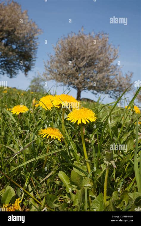 Dandelions On A Summer Meadow Stock Photo Alamy