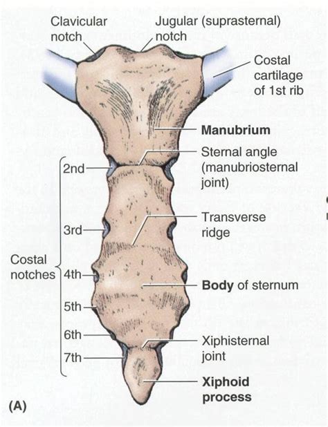 Sternum Anatomy Fracture Pain And Location Updated In 2022