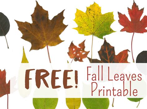 Free Fall Leaf Printables Art Is Basic An Elementary Art Blog