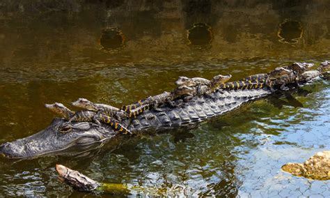Où Vont Les Alligators En Hiver Fiyiz