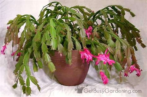 Christmas cactus leaf segments are rounded, and thanksgiving cactus leaf. Holiday Cactus Care: How To Grow Thanksgiving and ...