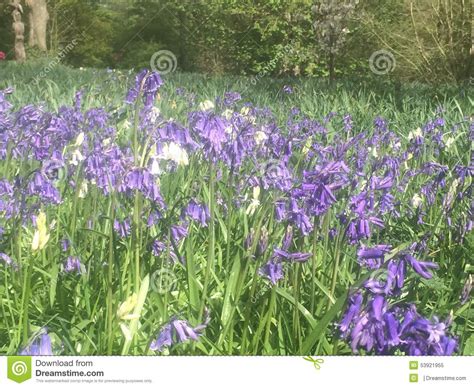 Bluebells Stock Image Image Of Springtime Spring Flowers 53921955