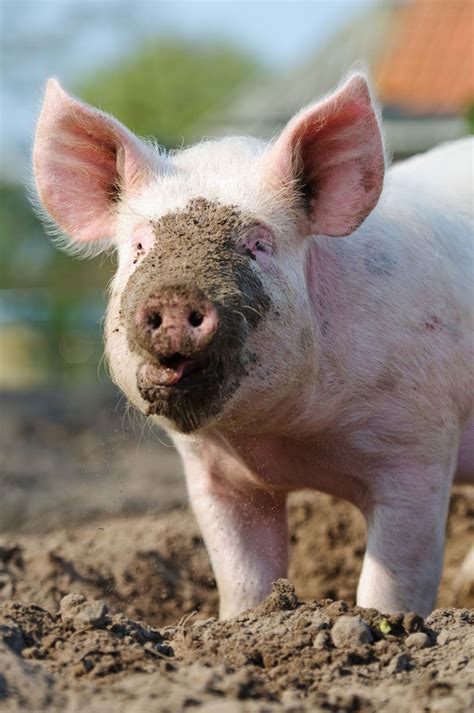 Why Pigs Love Mud Live Science