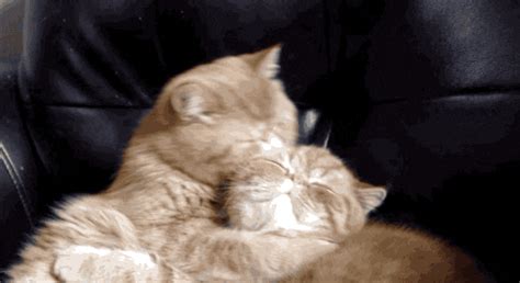 Cuddle  Find And Share On Giphy