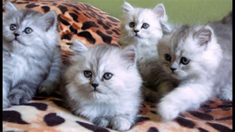 We did not find results for: Gambar Kucing Anggora Yang Cantik - Koleksi Gambar HD