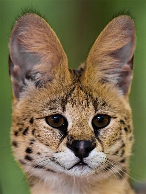 African Wild Cats List The Perfect Pets Pictures