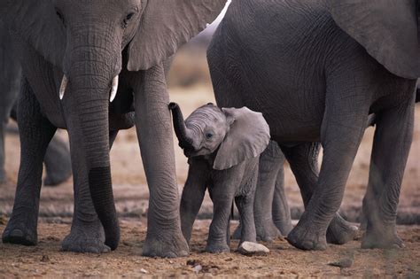 African Elephant Kamran Web Photos
