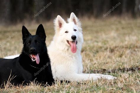 Black And White German Shepherd