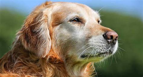A chemical element that is a valuable, shiny, yellow metal used to make coins and jewellery: Old Golden Retriever - How Should You Care For Your Dog As ...