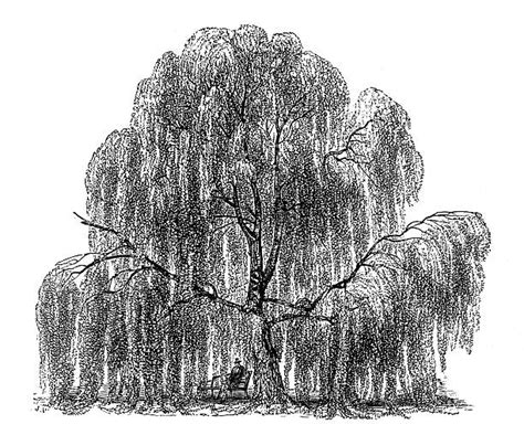 Maybe you would like to learn more about one of these? Weeping Willow Tree Vector at GetDrawings.com | Free for ...