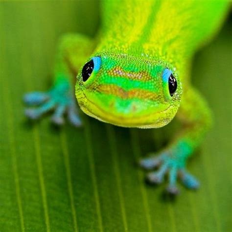 Neon Is My Thing Day Geckos Have The Cutest Most Expressive Faces