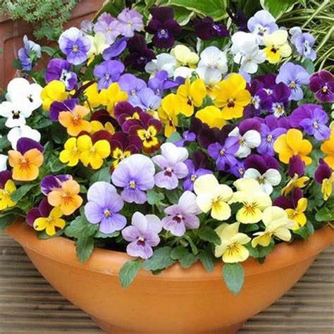 Pansy Viola Bambini Mix Seeds Dandh Seed Harvest Co