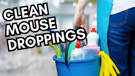 How To Clean Mouse Droppings