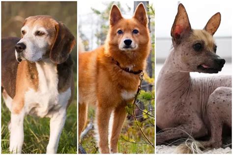 25 Of The Rarest Dog Breeds Dog Breeds Rare Dogs Purebred Dogs