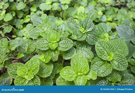 Beautiful Fresh Green Leaves Of Japanese Mint In Garden Stock Image