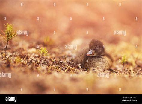 El Pato Chick Está Sentado En La Hierba Del Bosque Rescate Del Fuego Y