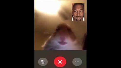 Hamster Facetime Call Meme