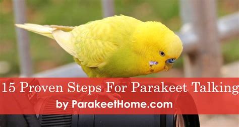 Do Parakeets Talk Yes Because Parakeets Are Very Social And