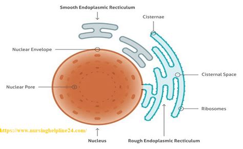 Rough endoplasmic reticulum in the largest biology dictionary online. Types and Functions of Endoplasmic Reticulum | Golgi ...