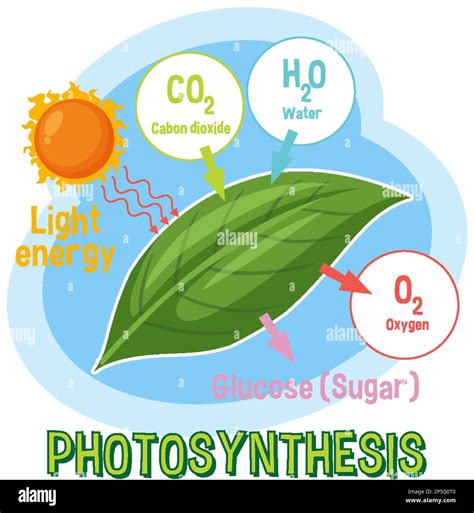 Photosynthesis Biological Vector Illustration Diagram Photosynthesis My Xxx Hot Girl