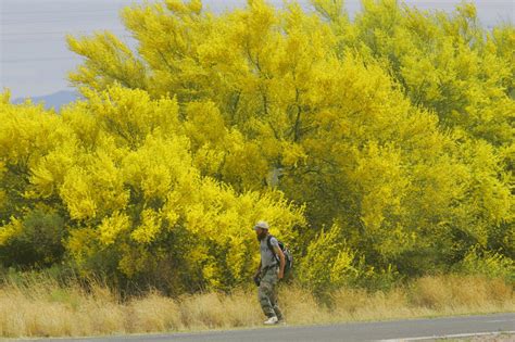 Palo Verde Trees Are In Bloom Here Are 10 Things To Know About This