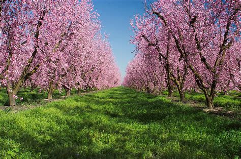 Growing Peach Trees The Tree Center™