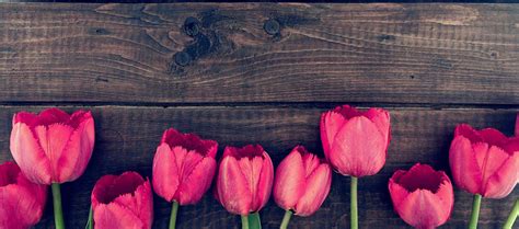 Red Tulip Wood Background Tulip Pink Rose Red Background Image For