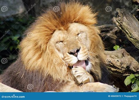 The African Lion King Of The Beasts Stock Photo Image Of Looking
