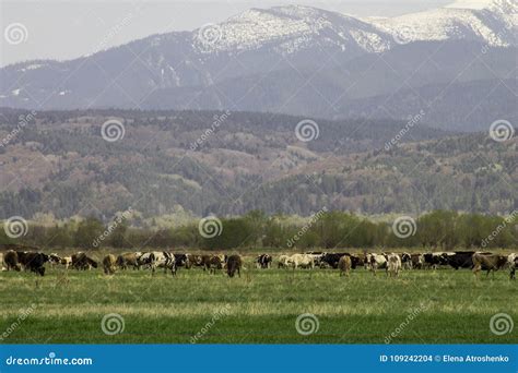 Snow Capped Mountains And Green Meadow With Cows Stock Photo Image Of