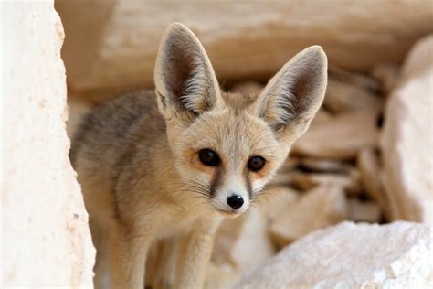 Adopt A Fennec Fox