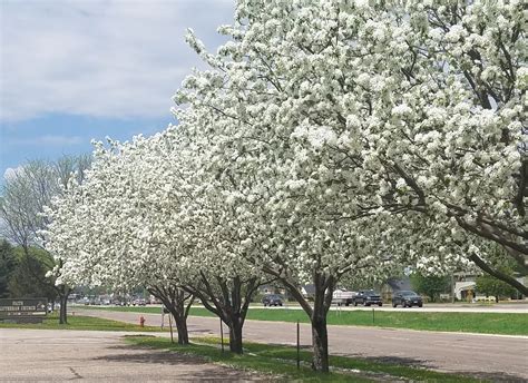 Flowering Crabtree Ensemble On Highway 61 Winona Journal
