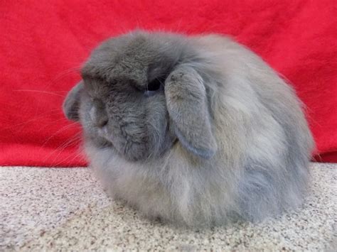 American Fuzzy Lop Rabbit Facts Care Sheet And Pictures