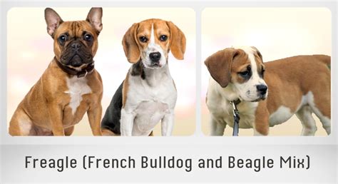 15 Most Popular French Bulldog Mix Dogs Pethelpful