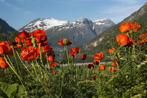 Red Poppies On A Background Of Snow Capped Mountain Peaks Stryn
