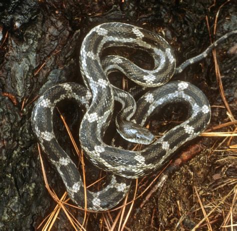 Gray Ratsnake Reptiles Of Alabama · Inaturalist